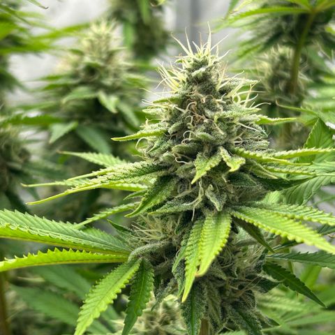 Haze Berry #1  growlog timeline photo