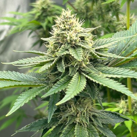 Amsterdam Amnesia # 6  growlog timeline photo