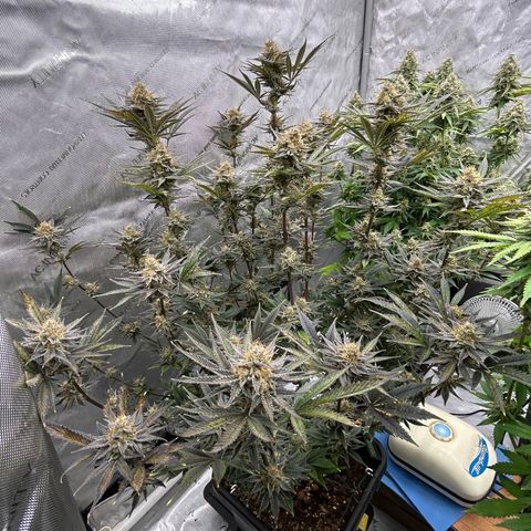 Haze Berry #1  growlog timeline photo
