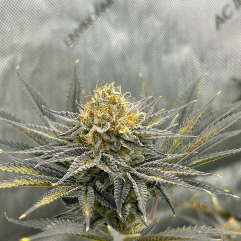 Haze Berry #1  growlog timeline photo