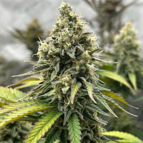 Amsterdam Amnesia # 6  growlog timeline photo