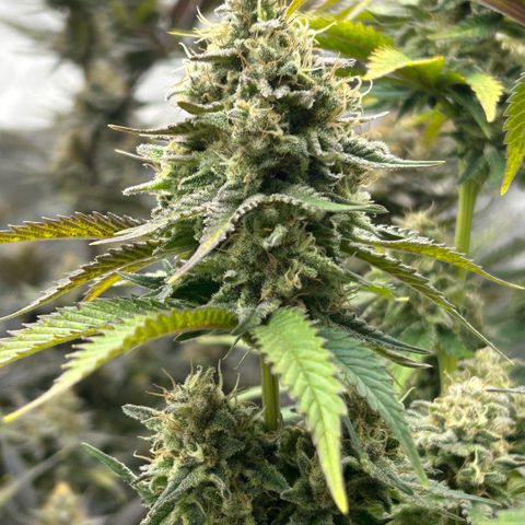 Amsterdam Amnesia # 6  growlog timeline photo