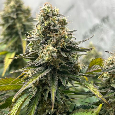 Amsterdam Amnesia # 6  growlog timeline photo