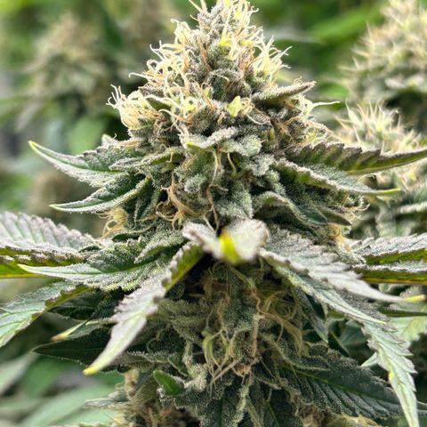 Amsterdam Amnesia # 6  growlog timeline photo