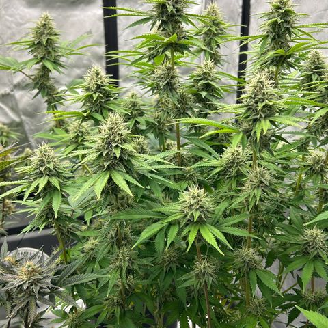 Haze Berry #1  growlog timeline photo