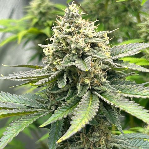 Amsterdam Amnesia # 6  growlog timeline photo