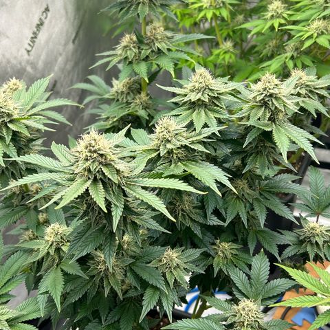 Amsterdam Amnesia # 6  growlog timeline photo