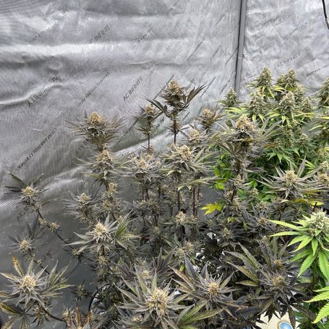 Haze Berry #1  growlog timeline photo