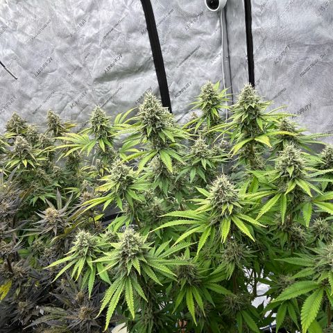 Haze Berry #1  growlog timeline photo