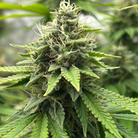 Haze Berry #1  growlog timeline photo