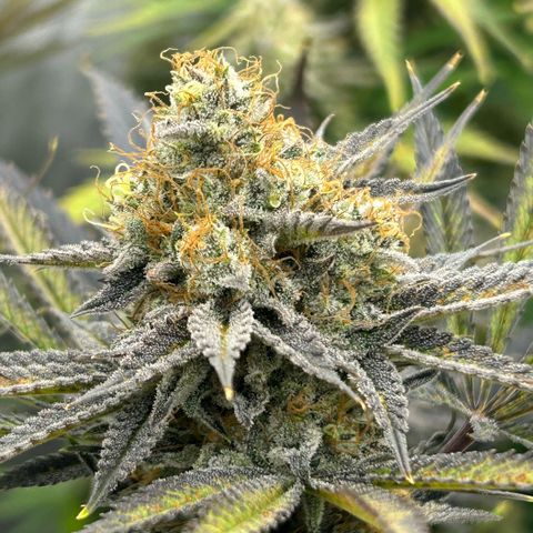 Haze Berry #1  growlog timeline photo