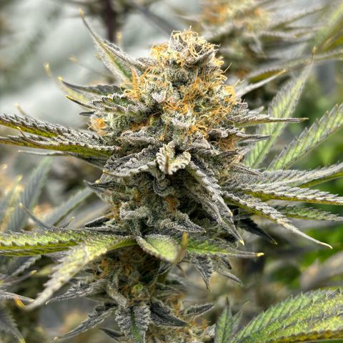 Haze Berry #1  growlog timeline photo