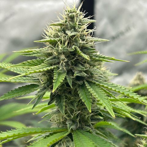 Haze Berry #1  growlog timeline photo