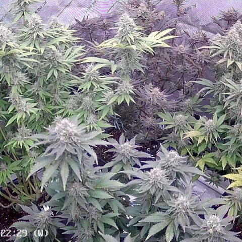 Haze Berry #1  growlog timeline photo