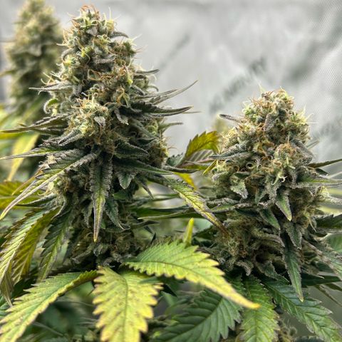 Amsterdam Amnesia # 6  growlog timeline photo