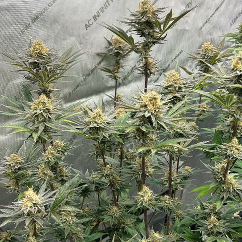 Haze Berry #1  growlog timeline photo