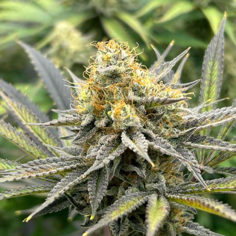 Haze Berry #1  growlog timeline photo
