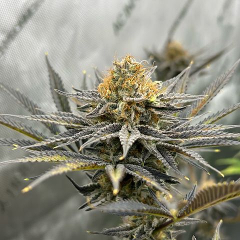 Haze Berry #1  growlog timeline photo