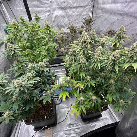 Amsterdam Amnesia # 6  growlog timeline photo