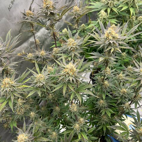 Haze Berry #1  growlog timeline photo