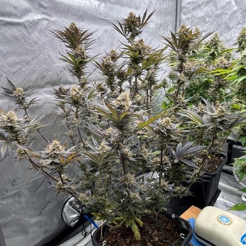 Haze Berry #1  growlog timeline photo