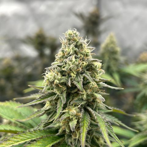 Amsterdam Amnesia # 6  growlog timeline photo