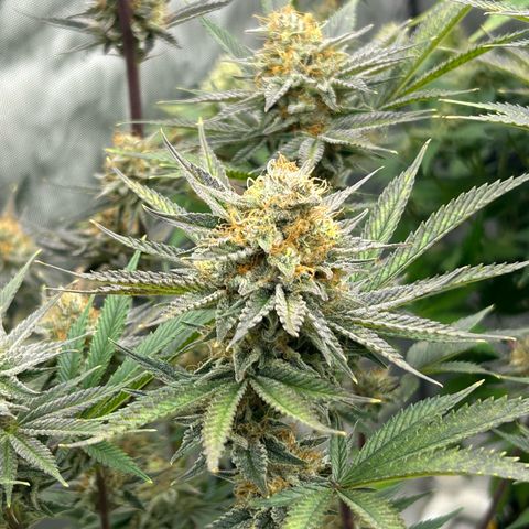 Haze Berry #1  growlog timeline photo