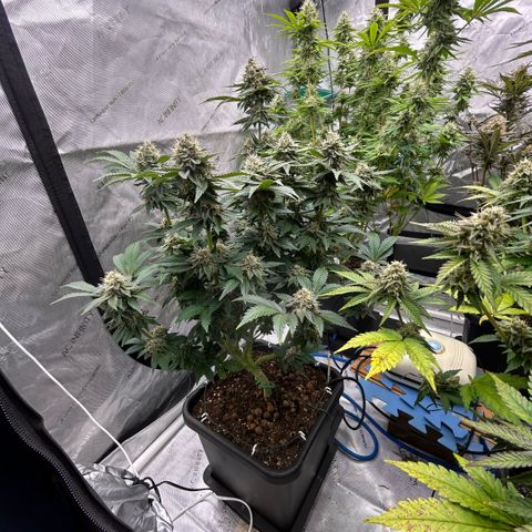Amsterdam Amnesia # 6  growlog timeline photo