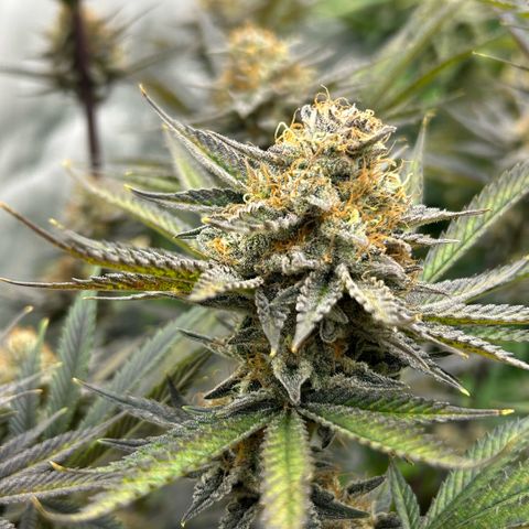 Haze Berry #1  growlog timeline photo