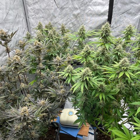 Haze Berry #1  growlog timeline photo