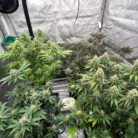 Haze Berry #1  growlog timeline photo