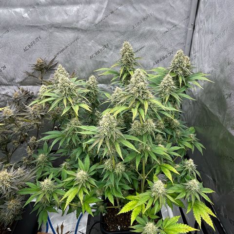 Amsterdam Amnesia # 6  growlog timeline photo