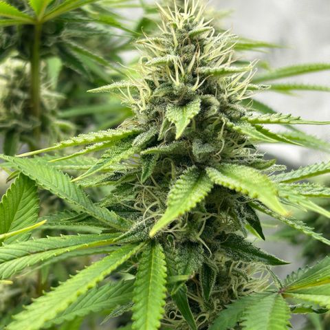 Haze Berry #1  growlog timeline photo