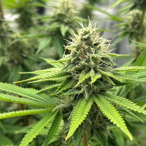Haze Berry #1  growlog timeline photo
