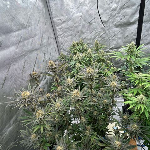 Haze Berry #1  growlog timeline photo