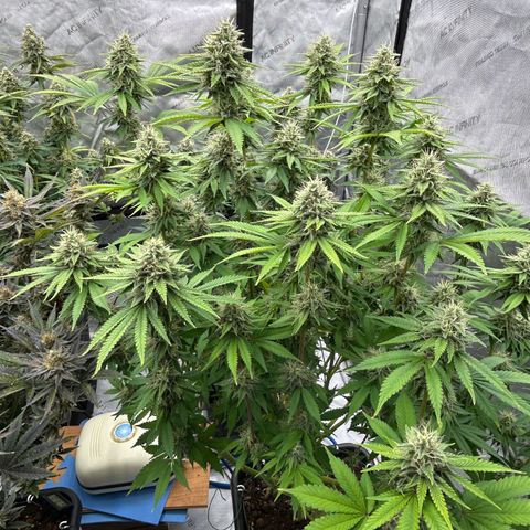 Haze Berry #1  growlog timeline photo