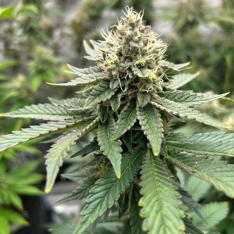 Amsterdam Amnesia # 6  growlog timeline photo