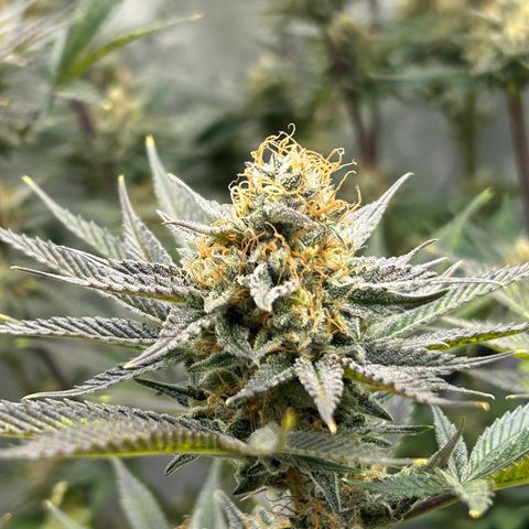 Haze Berry #1  growlog timeline photo