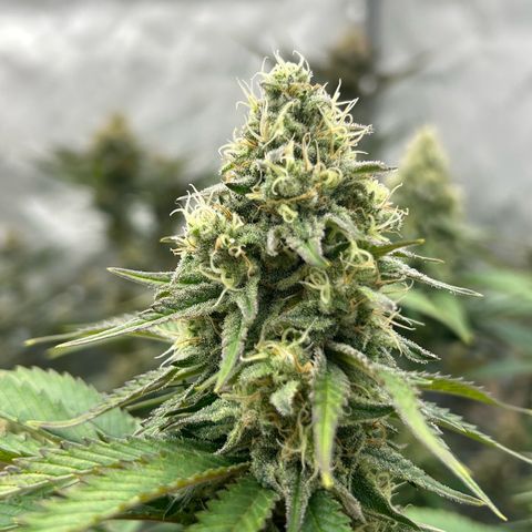 Amsterdam Amnesia # 6  growlog timeline photo