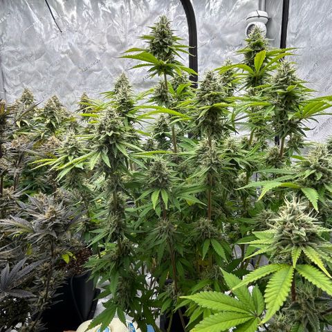 Haze Berry #1  growlog timeline photo