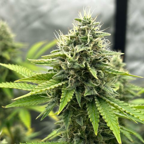 Amsterdam Amnesia # 6  growlog timeline photo