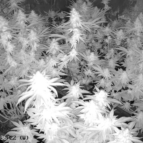 Haze Berry #1  growlog timeline photo