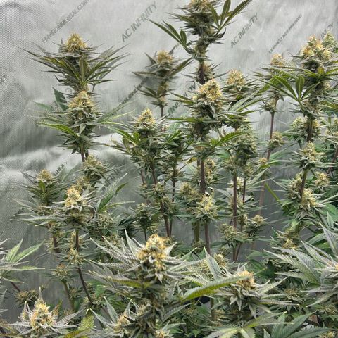 Haze Berry #1  growlog timeline photo