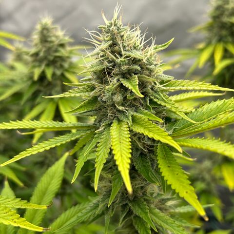 Haze Berry #1  growlog timeline photo