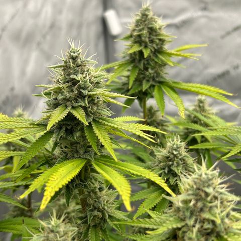 Haze Berry #1  growlog timeline photo