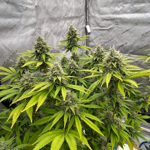 Haze Berry #1  growlog timeline photo