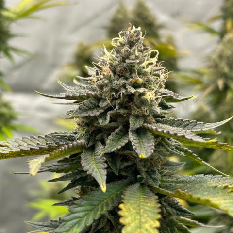 Amsterdam Amnesia # 6  growlog timeline photo