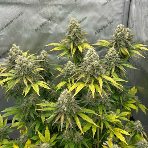 Amsterdam Amnesia # 6  growlog timeline photo