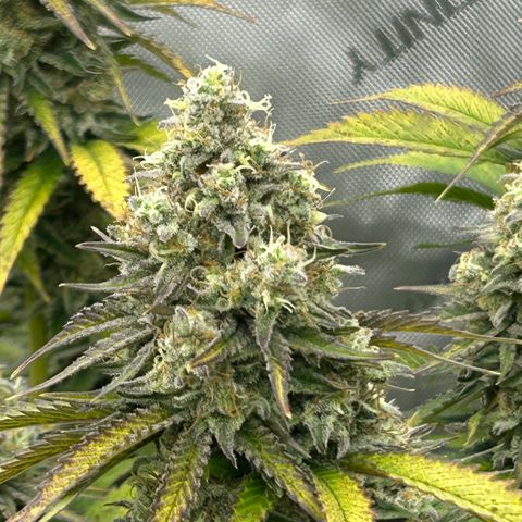 Amsterdam Amnesia # 6  growlog timeline photo