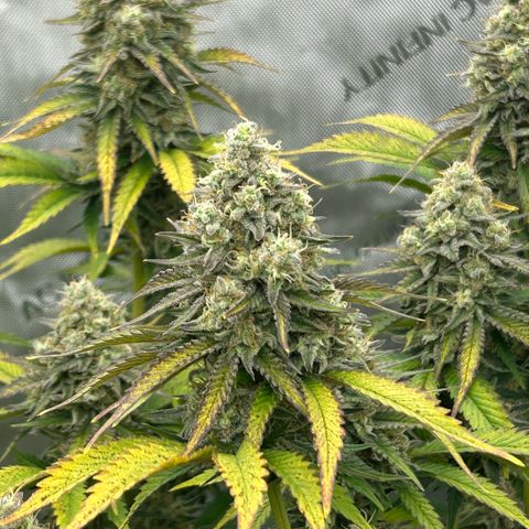 Amsterdam Amnesia # 6  growlog timeline photo
